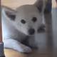 WDOG