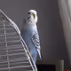 Makeda_the_budgerigar