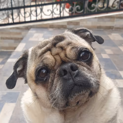 PUG
