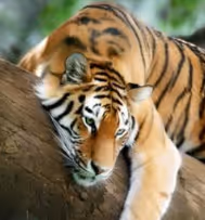 tigr