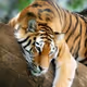 tigr