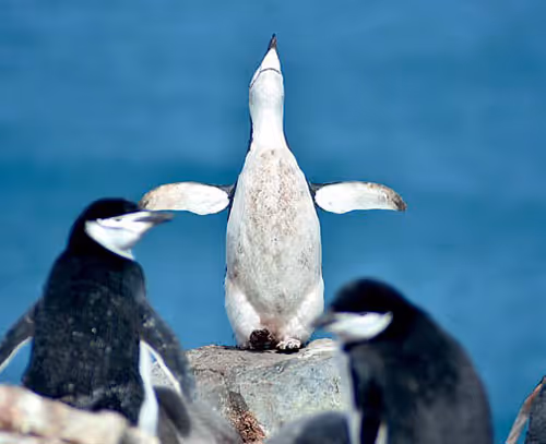 A penguin trying to fly