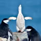 A penguin trying to fly