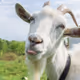 goat