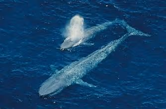Whale №9