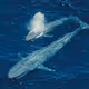 Whale №9