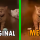 Meow meme