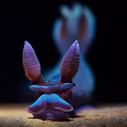 Filecoin Ecosystem EFTs Genesis