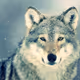 BozWolf