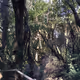 Parque Garajonay - La Gomera