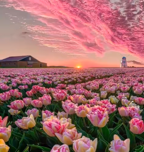 field of tulips