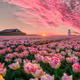 field of tulips