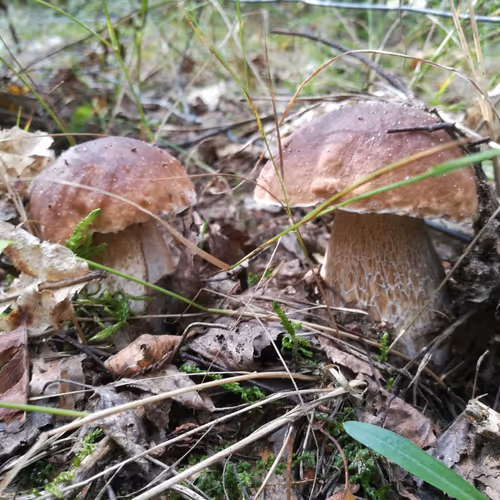 Mushrooms