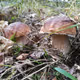 Mushrooms