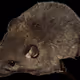 a cute wild mouse