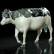 A walking cow