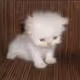 Sad Cat