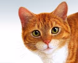 Rad cat