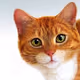 Rad cat