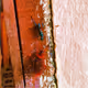 bug