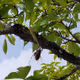 A Cicada caught by A Mantis