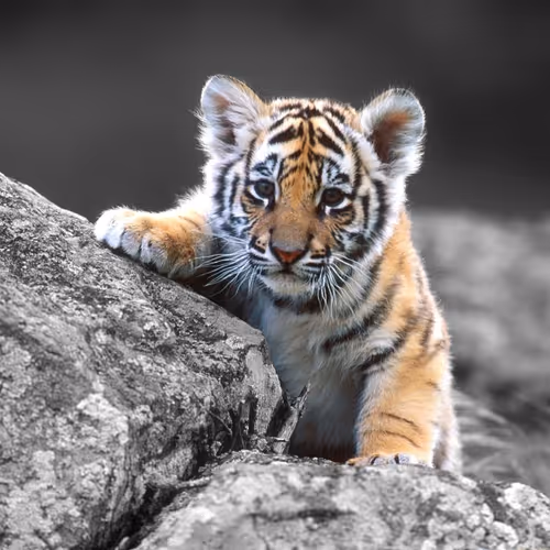Baby Tiger