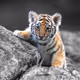 Baby Tiger