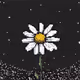 Chamomile in the dark