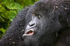 что сказалл