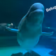 Enjoy beluga