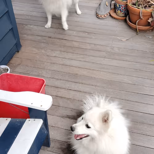 dogs