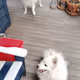 dogs