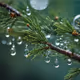 Waterdrops on a pine