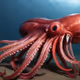 Giant red squid