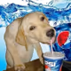 Drink It