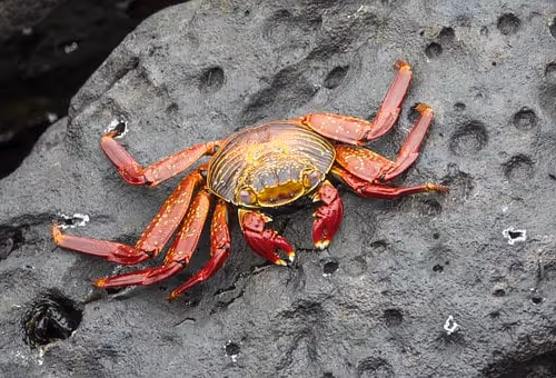 Crab