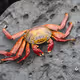 Crab