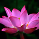 pink flower