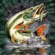 Pike