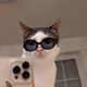 Pet
