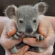 cute in  my hand