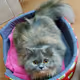 Happy cat