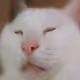 노어이 냥