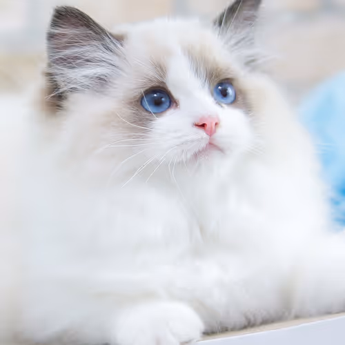 cute-nyang
