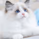 cute-nyang