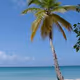 Palm