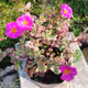 My flower