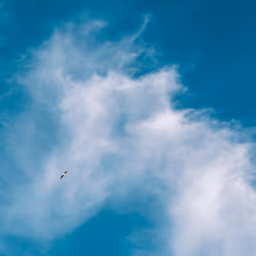 Wings