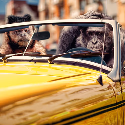 Car Monkeys