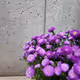 degen flower